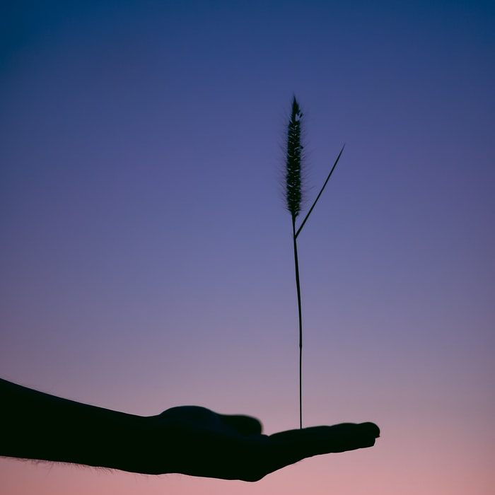 Cattail Plant Balancing on Outstretched Hand